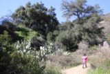Bailey_Canyon_032_02062016 - Tahia walking by a grove of cacti, which hinted at how arid the Bailey Canyon area can be