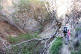 Bailey_Canyon_056_02062016 - This was one of the more narrower sections of trail as it skirted a ledge and went around a fallen tree