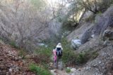 Bailey_Canyon_057_02062016 - Hiking within the overgrown creekbed of Bailey Canyon while also trying to avoid the poison oak growing around it