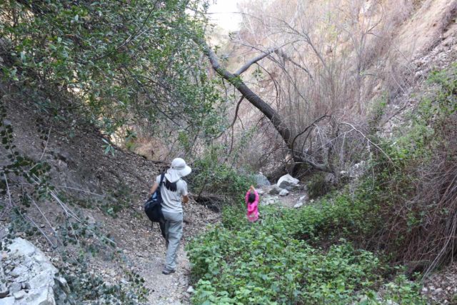 Bailey_Canyon_078_02062016 - Our daughter keeping her arms up while walking through an area that seemed to be overgrown with poison oak