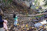 Bailey_Canyon_Falls_036_01012022 - Tahia using this fallen tree obstacle as a limbo stick during our visit on New Year's Day 2022