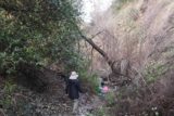 Bailey_Canyon_Falls_064_01212017 - Tahia leading the pack as we were scrambling through Bailey Canyon after our disappointing visit in February 2017