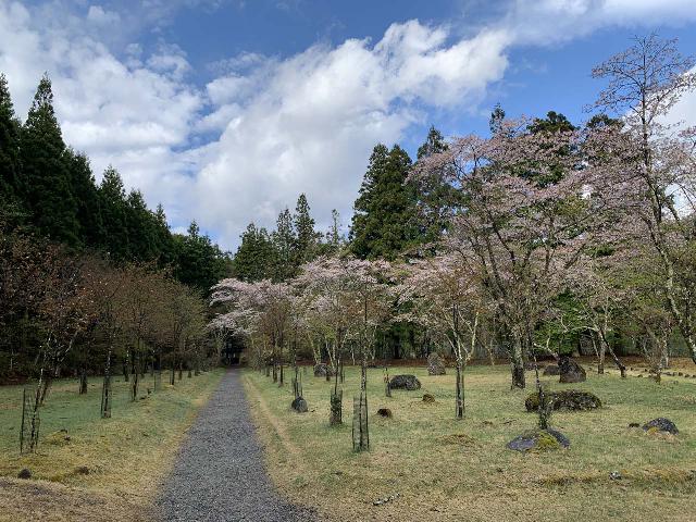 Bake_Jizo_013_iPhone_04162023 - The atmospheric entrance through the Kanman Park fronted by cherry blossoms still around on our mid-April 2023 visit