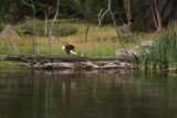 Bald_Eagle_Jam_006_08142017 - The bald eagle moving around a bit on the log across the Madison River