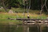 Bald_Eagle_Jam_020_08142017 - Another look at the bald eagle across the Madison River