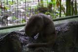 Bali_Pulina_009_06182022 - A captive luwak cat at the Bali Pulina Coffee Tour