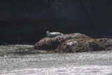 Bandon_Beach_17_064_08192017 - The sea lion basking on a rock with crashing waves around it at Bandon Beach