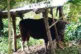 Banyumala_Amertha_011_06202022 - Looking towards a cow as we were making our way down to the Banyu Wana Amertha Waterfalls