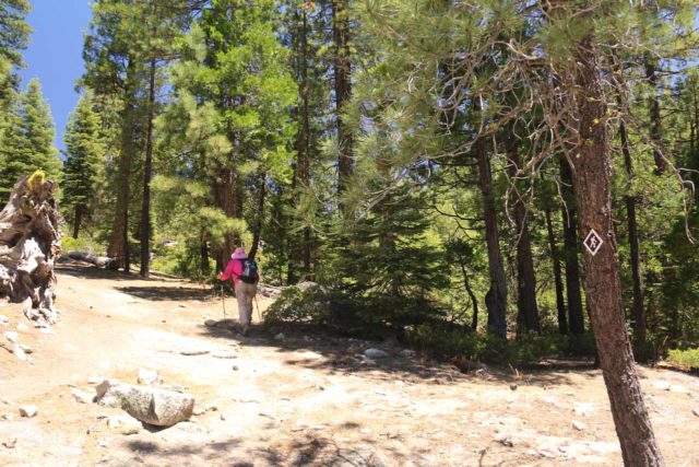 Bassi_Falls_012_06222016 - Unlike the Horsetail Falls excursion near South Lake Tahoe, the Bassi Falls hike was far easier to follow thanks to frequent trail markers like this one