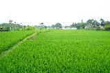 Bebek_Joni_023_06172022 - Looking across a wide rice field at the Bebek Joni Restaurant