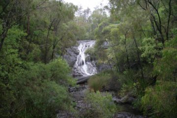 Beedelup Falls was perhaps the one waterfall in the southwest of Australia where we saw somewhat satisfactory flow during our June 2006 visit to the area.  Perhaps the main reason for its revival...