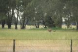Beehive_Falls_078_11142017 - A kangaroo hopping into a grassy field after I had managed to startle it on my way back to the Western Highway