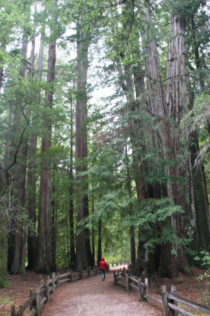 Big_Basin_002_04102010 - Julie pe traseul Redwoods Trail care duce la Skyline-to-the-Sea Trail