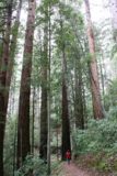 Big_Basin_020_04102010 - More tall redwoods
