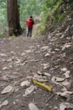 Big_Basin_026_04102010 - Banana slugs on the trail