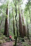 Big_Basin_037_04102010 - Still more coastal redwoods