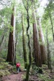 Big_Basin_037_04102010 - Redwoods dominant Julie au plus profond du Skyline to the Sea Trail lors de notre visite en avril 2010