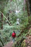 Big_Basin_051_04102010 - Julie nu på Berry Creek Falls Trail med en del af vandfaldet set forude under vores besøg i april 2010