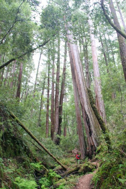 Big_Basin_118_04102010 - Context of Julie being towered over by majestic coastal redwood trees on the trail to Berry Creek Falls