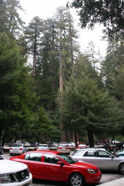 Big_Basin_234_04102010 - The busy parking area at the Big Basin Redwoods State Park Headquarters