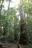 Big_Basin_Loop_010_04232019 - Wandern zwischen hohen Küstenmammutbäumen auf der Suche nach dem Sunset Trail, während ich kurz den Dool Trail auf dem Weg zu den Berry Creek Falls in einer langen Schleife gegen den Uhrzeigersinn im April 2019 entlangwandere