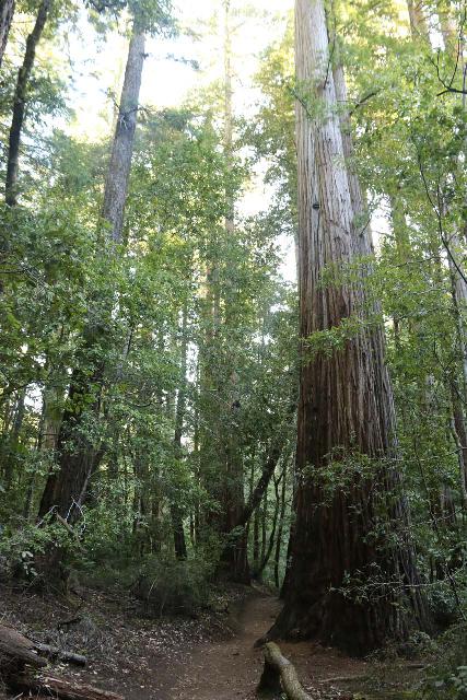 Big_Basin_Loop_010_04232019 - Redwood Trees besides the Dool Trail near the Old Lodge