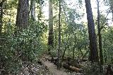Big_Basin_Loop_012_04232019 - Continuing to pursue the Sunset Trail as I was flanked by tall coastal redwoods
