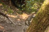 Big_Basin_Loop_021_04232019 - Jag rekommenderar en tidig start på vandringen till Berry Creek Falls, men med en tidig start får du också förmånen att bevittna vilda djur. Du vet aldrig vad du hittar under tiden, som det jag såg här under mitt besök i april 2019...