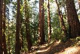 Big_Basin_Loop_068_04232019 -. De Sunset Trail blijft kronkelen tussen hoge kustsequoia's op weg naar de Berry Creek Falls in april 2019