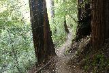 Big_Basin_Loop_100_04232019 - Still more coastal redwood trees flanking the Sunset Trail