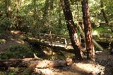 Big_Basin_Loop_107_04232019 -. Over een brug over Berry Creek op weg naar de Golden Cascade en Silver Falls en Berry Creek Falls in tegenwijzerzin tijdens mijn wandeling in april 2019