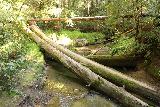 Big_Basin_Loop_108_04232019 - Lots of fallen redwood trees around what I believe to be West Waddell Creek