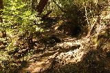 Big_Basin_Loop_114_04232019 - Lidiando con más barro y mosquitos mientras continuaba más allá del puente sobre Berry Creek en ruta hacia la Cascada Dorada y la Cascada Plateada a través del Sendero del Atardecer en sentido contrario a las agujas del reloj en abril de 2019