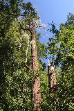 Big_Basin_Loop_123_04232019 -. Omhoogkijkend naar een kustsequoia boom met een andere boom waar het leek alsof hij de helft van zijn hoogte verloor gezien langs de Sunset Trail tijdens mijn luswandeling van april 2019 waarbij ik de Berry Creek Falls meenam