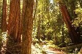 Big_Basin_Loop_328_04232019 - Still more coastal redwood trees along the Berry Creek Trail