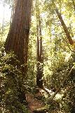 Big_Basin_Loop_337_04232019 - Passing beneath one of the huge coastal redwood trees alongside the Berry Creek Trail