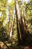 Big_Basin_Loop_341_04232019 - Still more tall coastal redwood trees flanking the Berry Creek Trail