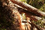 Big_Basin_Loop_347_04232019 - Había muchos árboles caídos en los alrededores de Berry Creek Falls (y no digamos en el parque estatal Big Basin Redwoods) durante mi visita de abril de 2019. Así que me imagino que hubo una buena cantidad de mantenimiento del sendero para ayudar a que la caminata fuera más cómoda