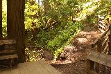 Big_Basin_Loop_373_04232019 - Regard en arrière sur la suite du sentier des chutes de Berry Creek à partir du belvédère des chutes de Berry Creek pendant ma randonnée en boucle dans le sens antihoraire d'avril 2019