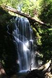 Big_Basin_Loop_386_04232019 - Privind în sus la o cascadă Berry Creek Falls umbrită în timpul vizitei mele din aprilie 2019