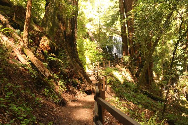 Big_Basin_Loop_394_04232019 - Approaching the Berry Creek Falls in the final climb up to its lookout platform