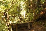 Big_Basin_Loop_402_04232019 -. Patrząc z powrotem na kontekst ławki wypoczynkowej z zarośniętym widokiem na Berry Creek Falls ze Skyline-to-the-Sea Trail w kwietniu 2019