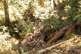 Big_Basin_Loop_424_04232019 - Muchas cascadas muertas en West Waddell Creek por el Skyline-to-the-Sea Trail durante mi visita de abril de 2019. Lo que sea que las tormentas causaron tales inundaciones repentinas como para que tantos árboles fueran derribados, tuvieron que ser unas tormentas muy serias