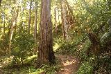 Big_Basin_Loop_428_04232019 -. Kontynuując wspinaczkę pod górę wśród przybrzeżnych sekwoi na Skyline-to-the-Sea Trail w kwietniu 2019 roku