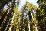 Big_Basin_Loop_487_04232019 - Mirando hacia las copas de los árboles de las secoyas costeras a lo largo del Sendero Skyline-to-the-Sea hacia el final de mi caminata de abril de 2019