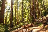 Big_Basin_Loop_495_04232019 - The Skyline-to-the-Sea Trail approaching the Sunset Connector Trail and more dense groves of redwood trees