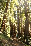 Big_Basin_Loop_506_04232019 - Tegen het einde van mijn lange luswandeling die Berry Creek Falls omvatte in april 2019, Ik werd vergezeld door deze kerel die met me babbelde over enkele wandelingen in dit gebied