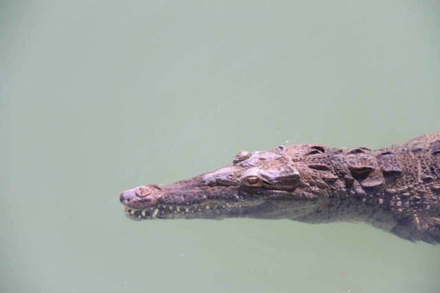 Black_River_051_12302011 - An American Crocodile seen while on the Black River tour prior to our YS Falls visit