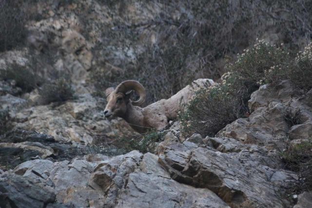 Bonita_Falls_15_084_12312015 - A bighorn sheep seen just as we were right by Bonita Falls