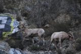 Bonita_Falls_15_089_12312015 - Looking up at another pair of bighorn sheep feeding nearby